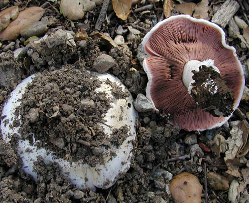 Agaricus bitorquis - Fungi species | sokos jishebi | სოკოს ჯიშები